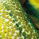 detailchivasso (2K)
